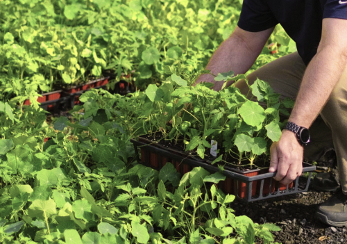 Distribution de plants