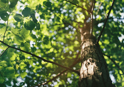 Abattage des arbres 