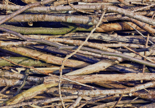 Collecte de branches